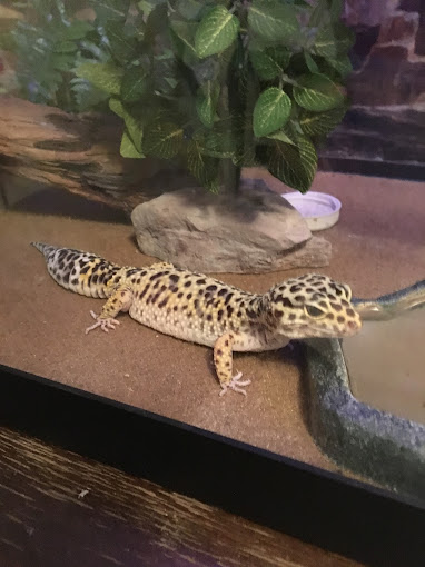 A leopard gecko is standing on the counter.