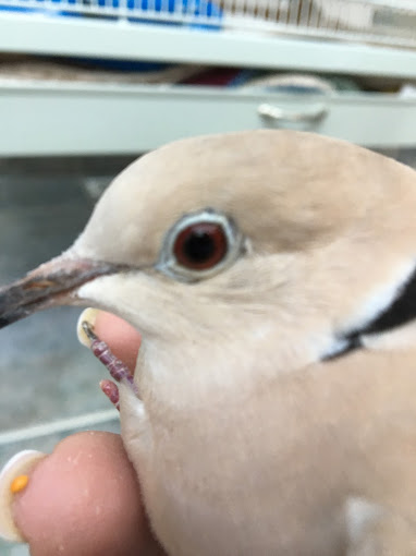 A close up of a bird with its beak open