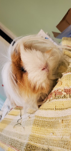 A small white and brown guinea pig sitting on top of a blanket.