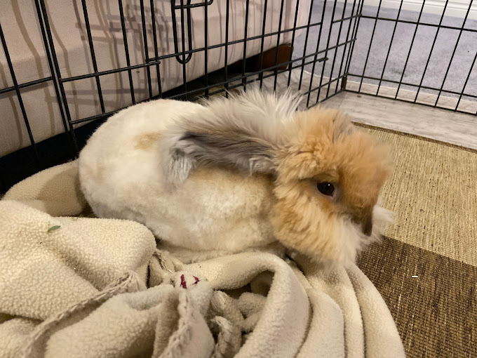 A small rabbit is sitting in its cage