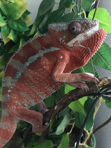 A red and brown chameleon sitting on top of a tree branch.