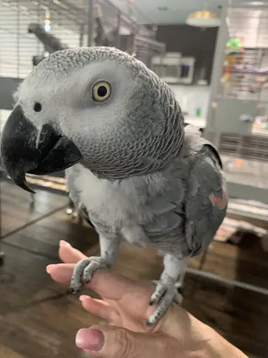 A gray parrot standing on someone 's hand.