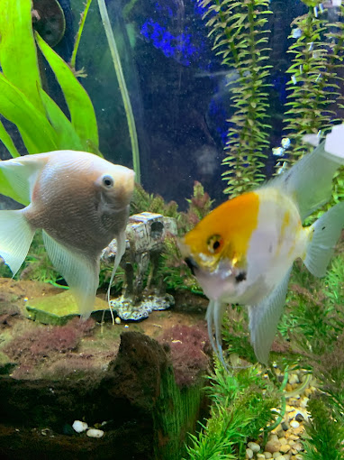 Two fish are swimming in a tank together.
