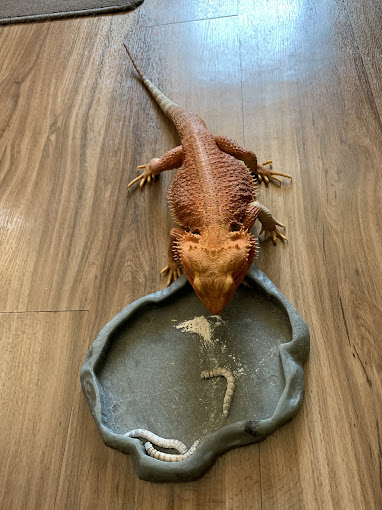 A lizard is standing on the ground near a bowl.