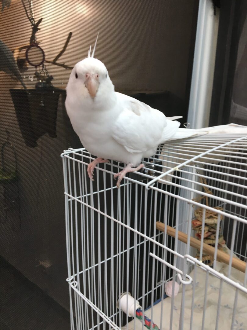 A white bird sitting on top of a cage.