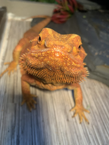 A bearded dragon sitting on top of a wooden surface.