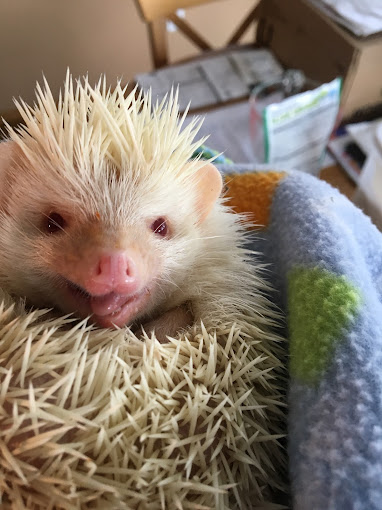A small hedgehog is laying on the blanket