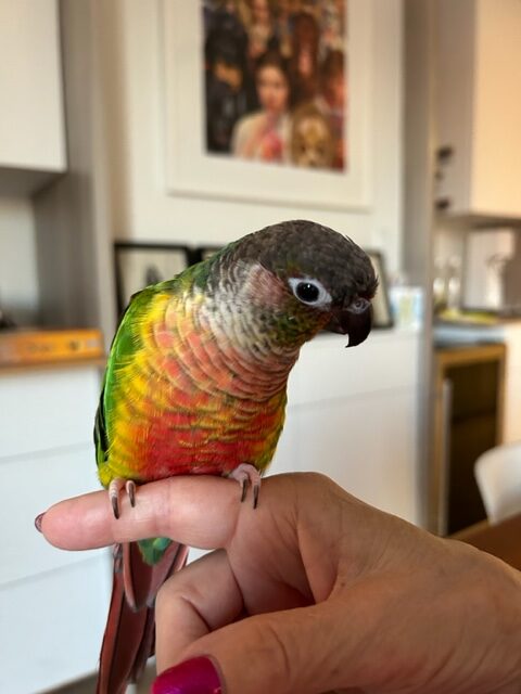 A parrot sitting on someone 's hand in the kitchen.