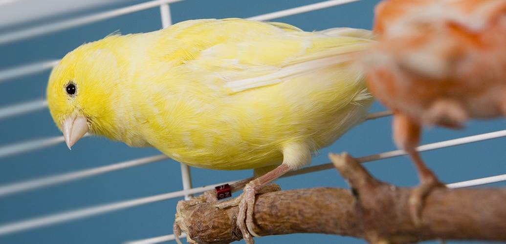 A yellow bird sitting on top of a branch.