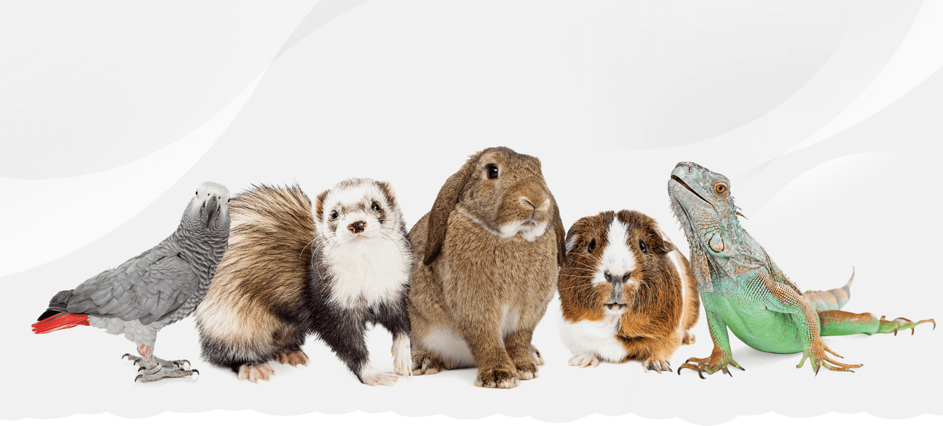 A group of animals sitting in front of a white background.