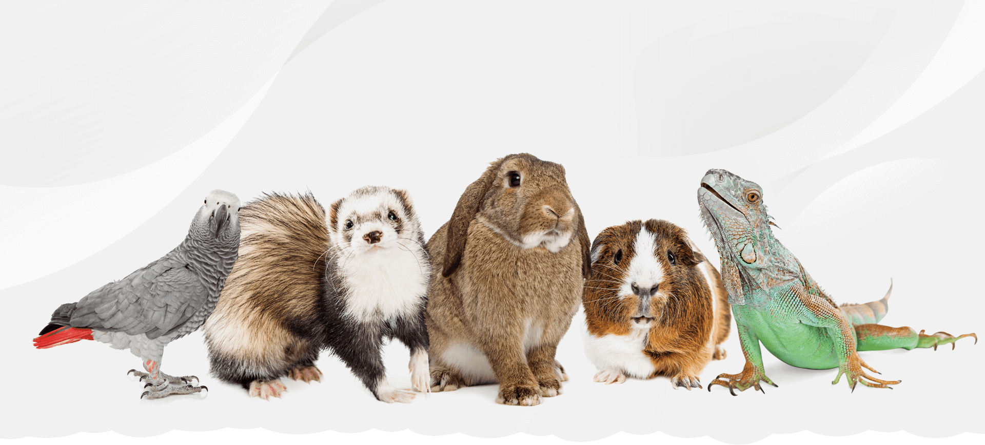 Small animal best sale pet sitting