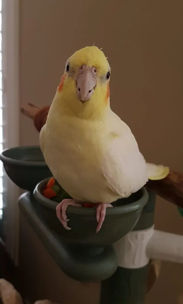 A yellow bird sitting on top of a green bowl.
