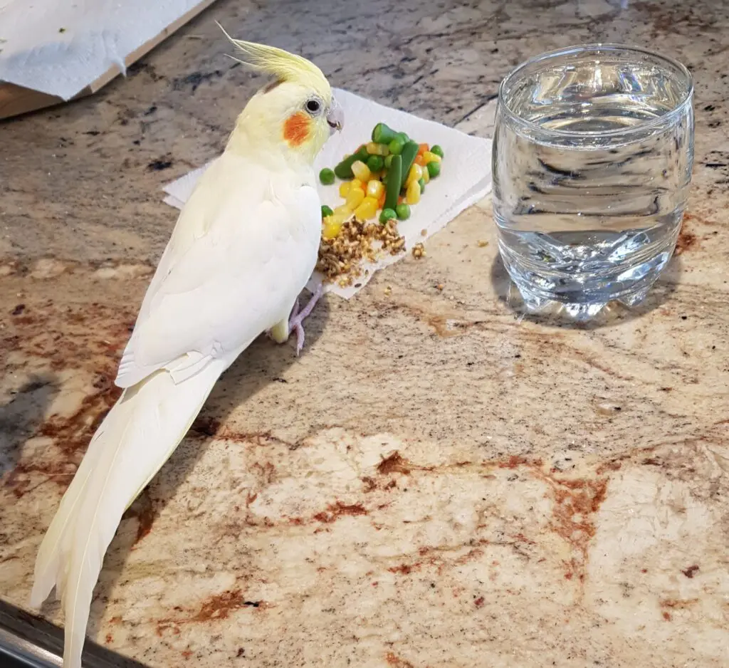 A white bird sitting on the ground next to a glass of water.