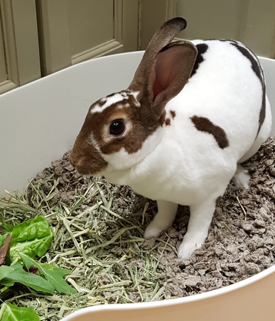 A rabbit is standing in the dirt and hay.