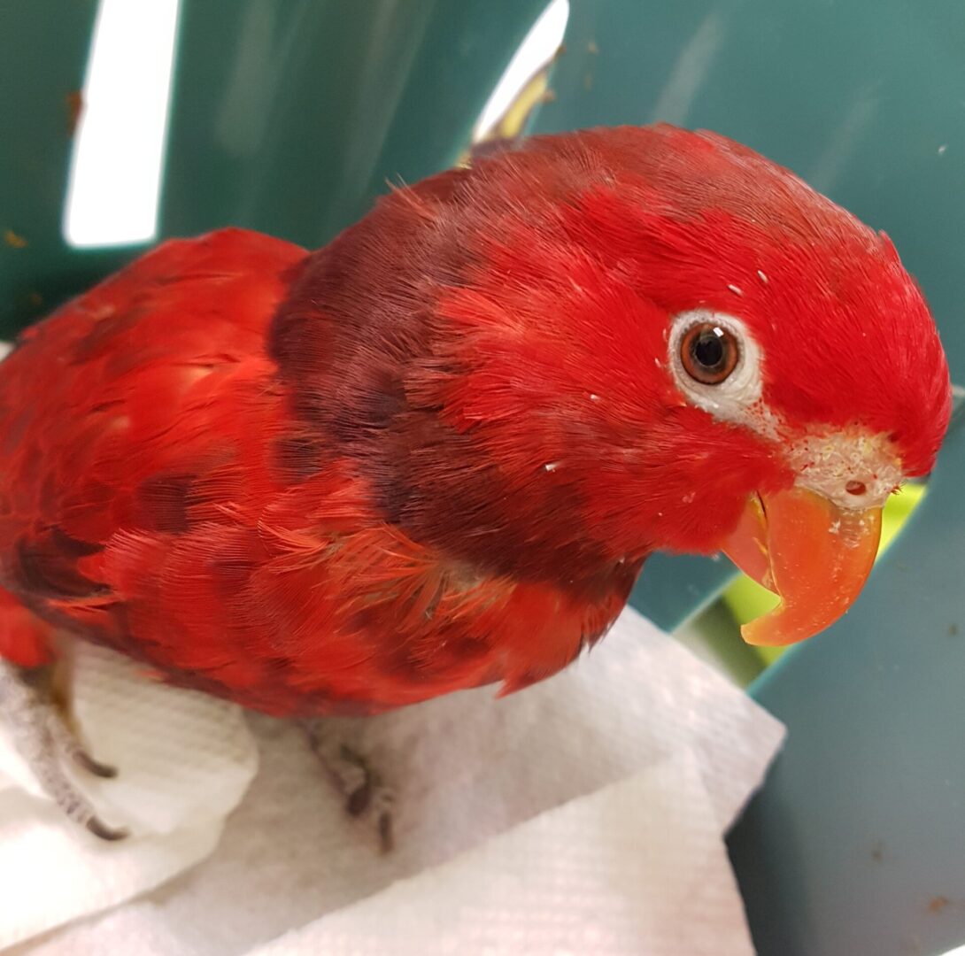 A red bird sitting on top of a piece of paper.