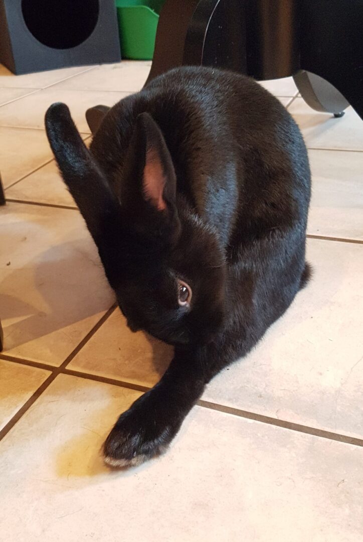 A black rabbit laying on the floor next to a table.