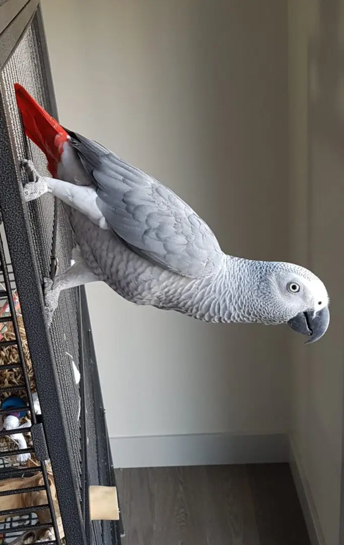 A white parrot standing on the side of a cage.