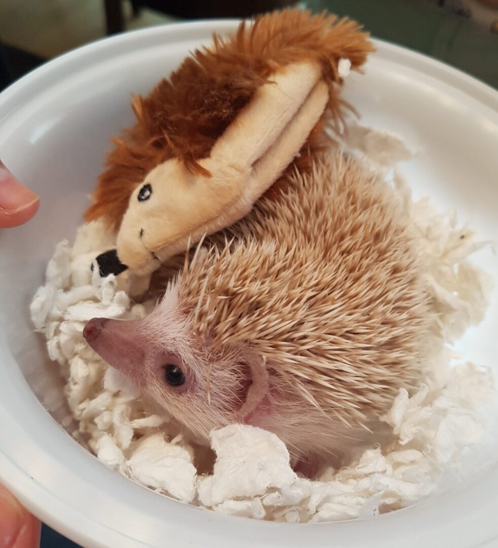 A hedgehog is sitting in a bowl with its toy.