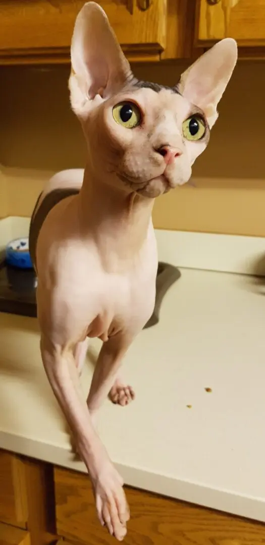 A hairless cat standing on top of a table.