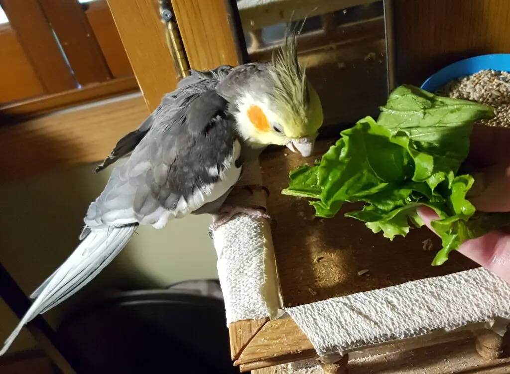 A bird is eating lettuce on the table.