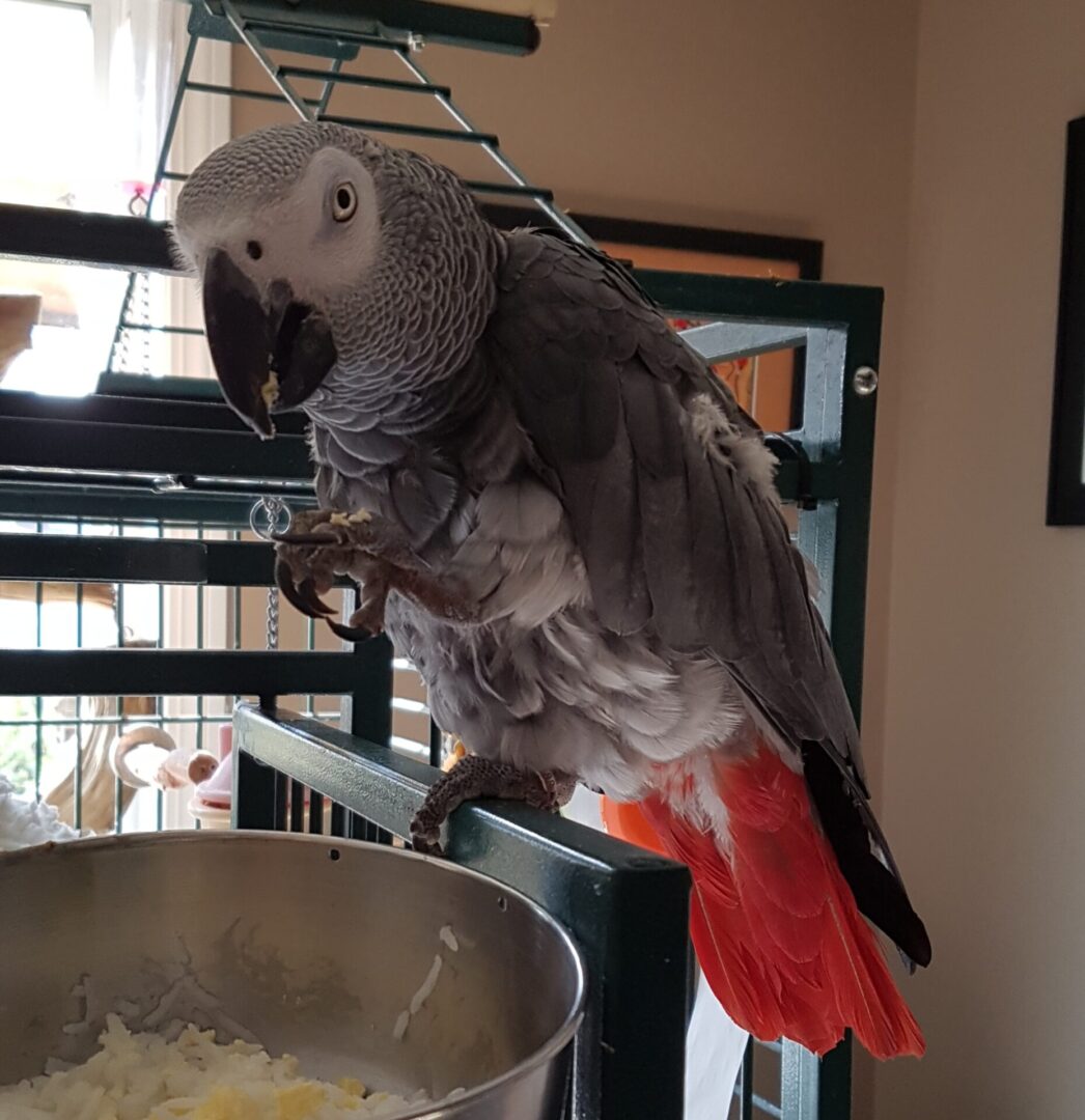 A parrot is standing on the perch and eating food.