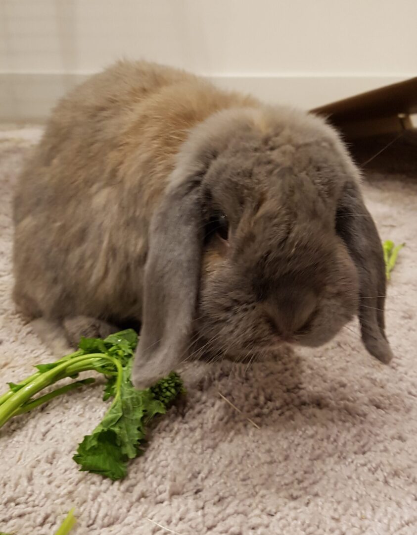 A rabbit is eating some green vegetables on the floor.