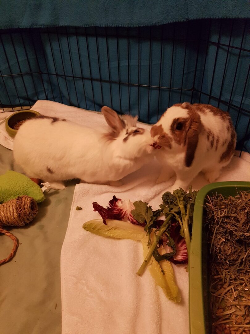 A rabbit laying on top of some food.