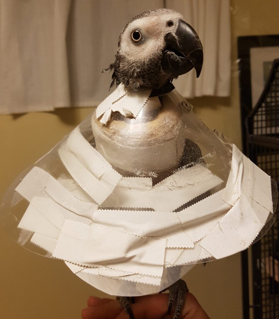 A bird sitting on top of some paper.