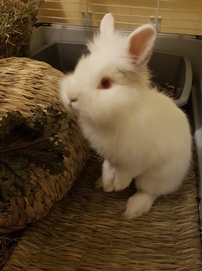 A white rabbit sitting on top of a basket.