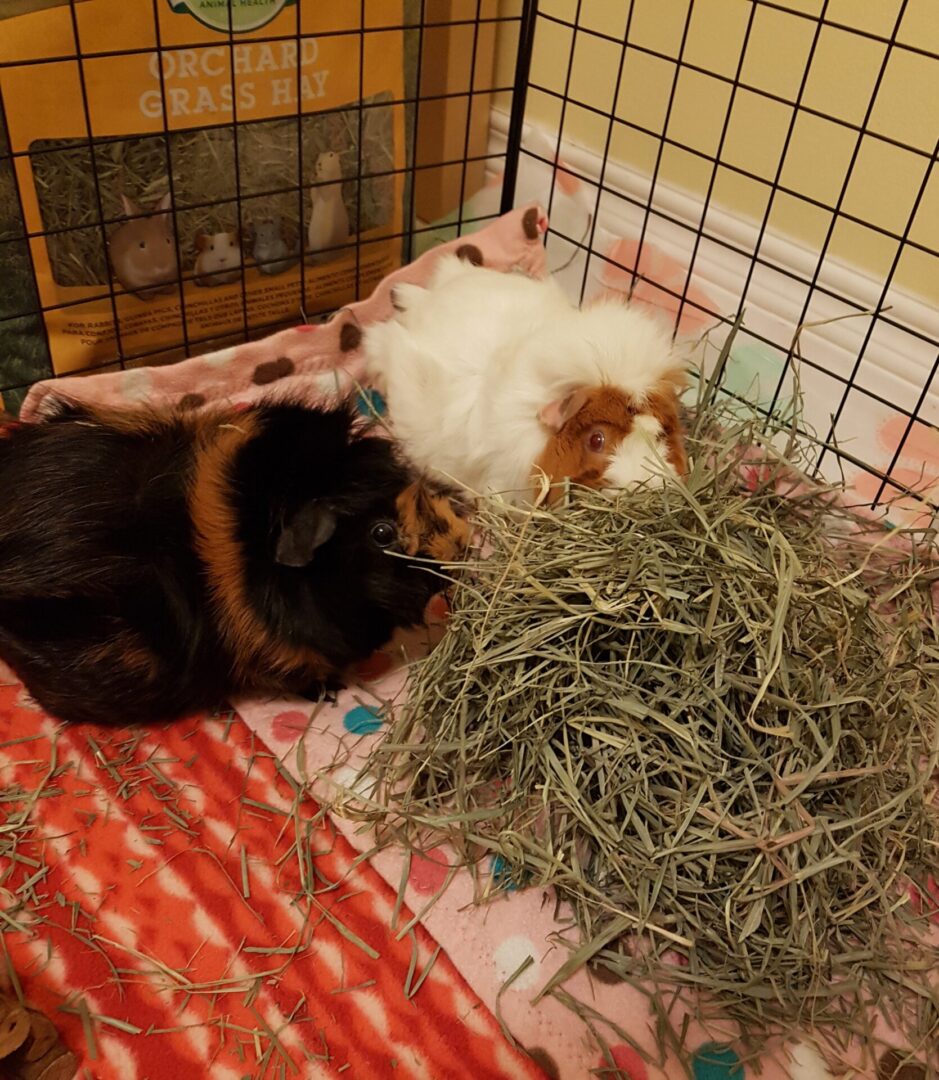 A cat and a guinea pig are laying in hay.