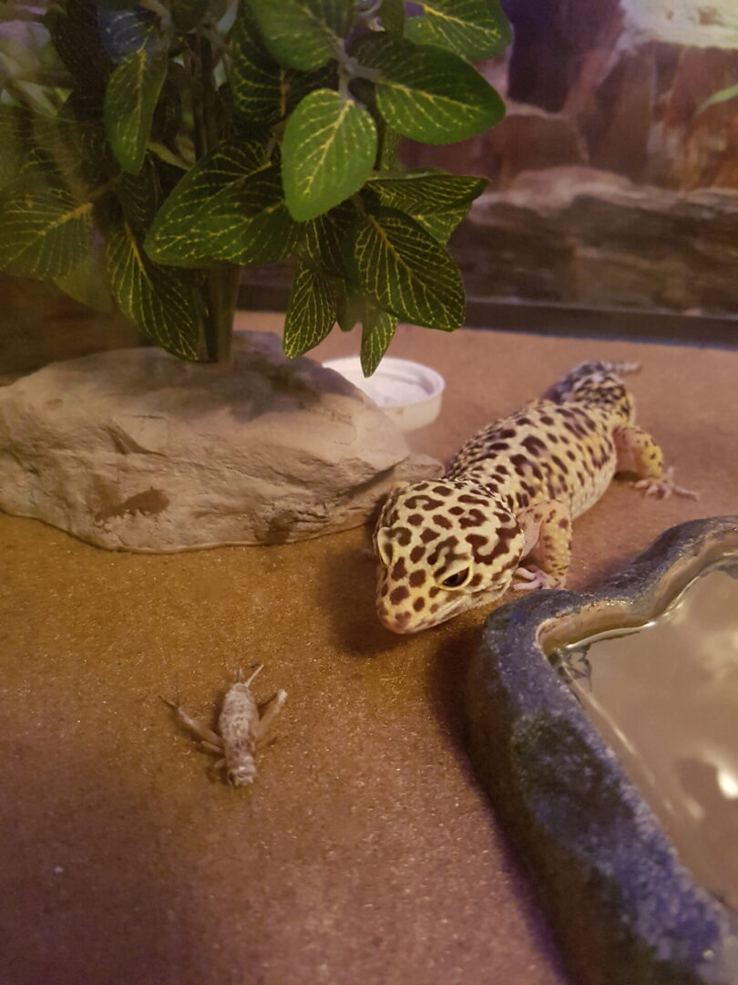 A leopard gecko is sitting on the ground.