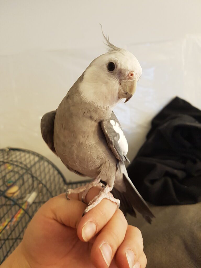 A bird sitting on someone 's hand with a cage in the background.