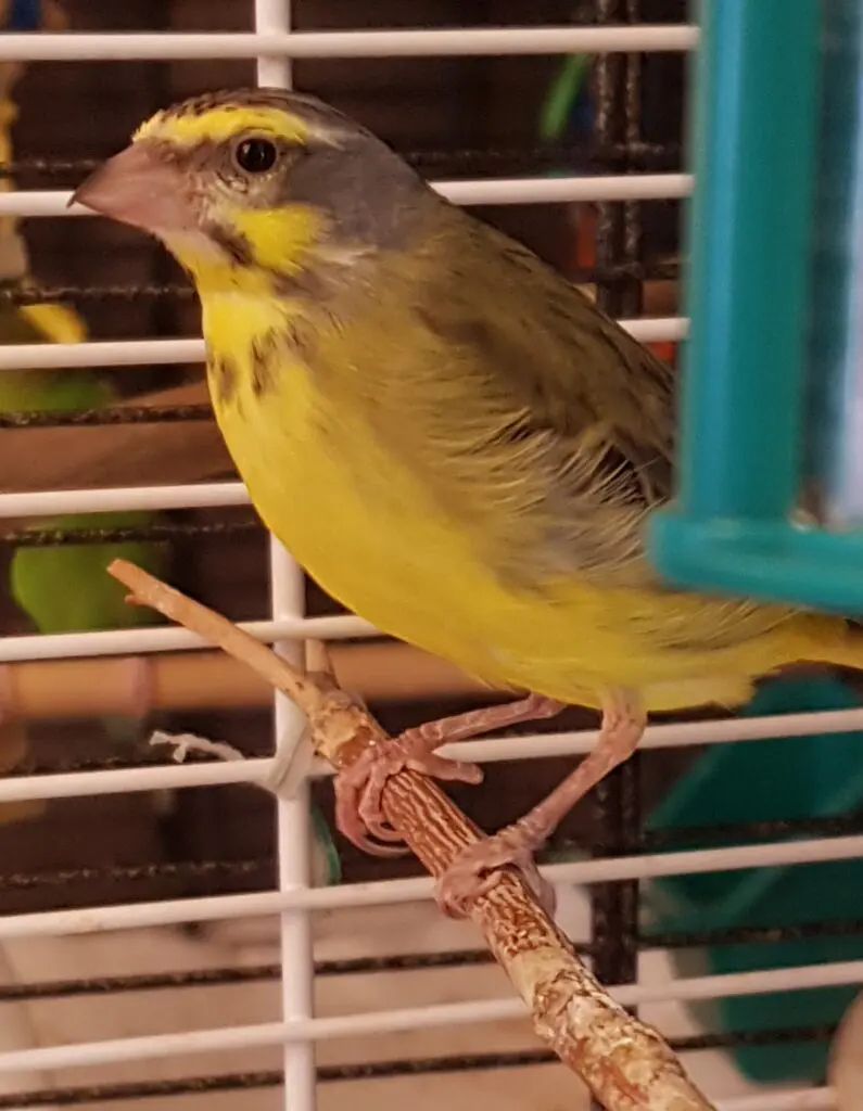 A yellow bird sitting on top of a branch.