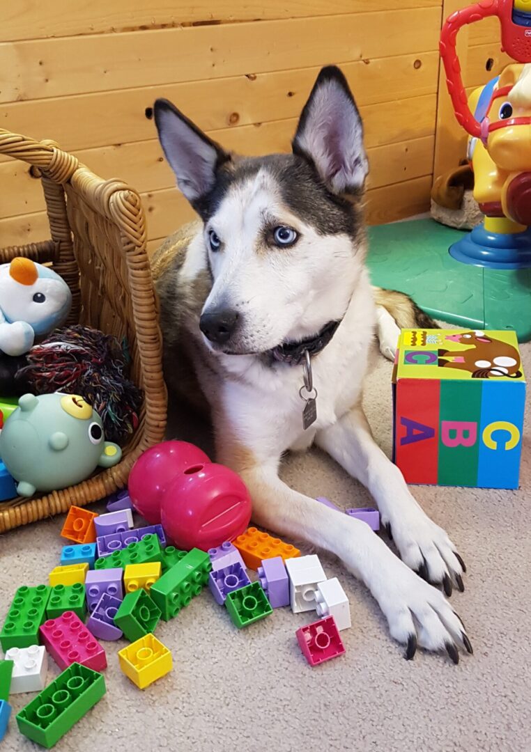A dog laying on the floor next to toys.