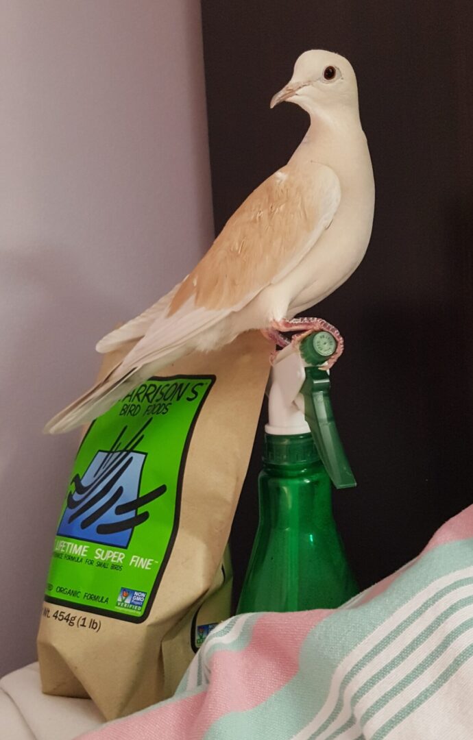 A bird sitting on top of a bottle.