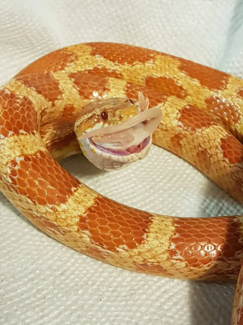 A close up of an orange and yellow snake