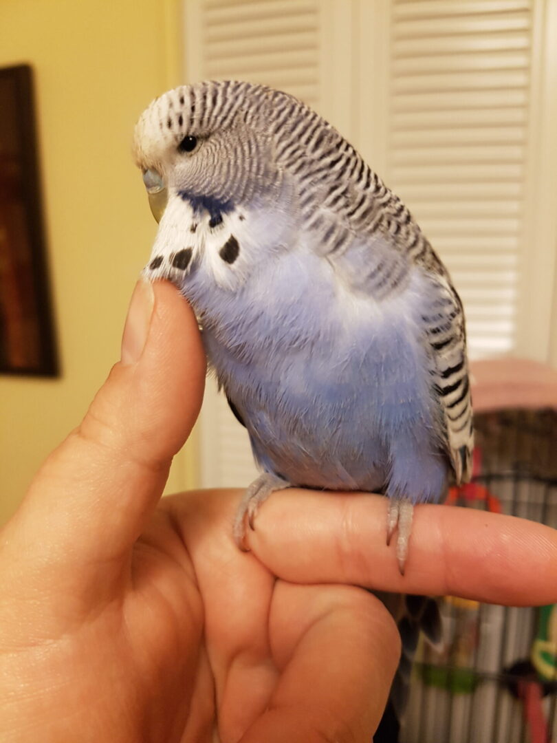 A person holding a bird on their finger