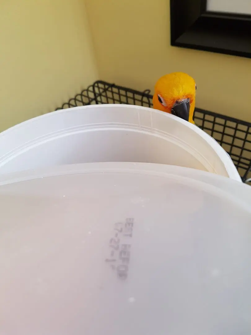 A yellow parrot sitting on top of a white container.