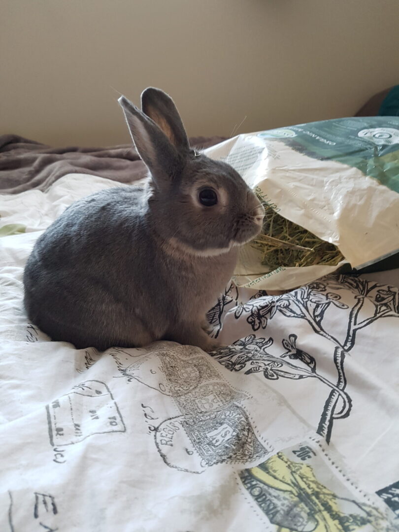 A gray rabbit sitting on top of a bed.