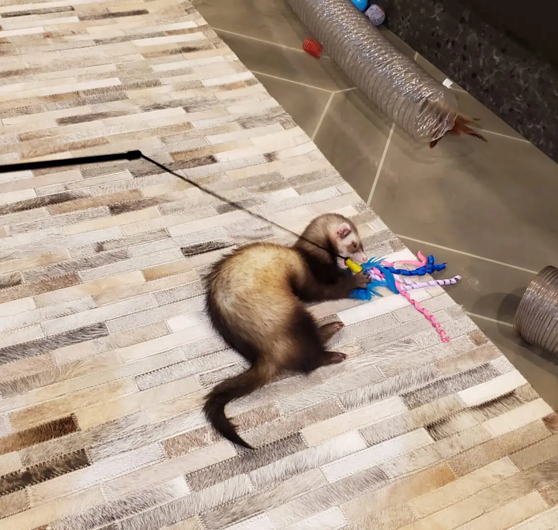 A ferret is walking on the floor with its head down.