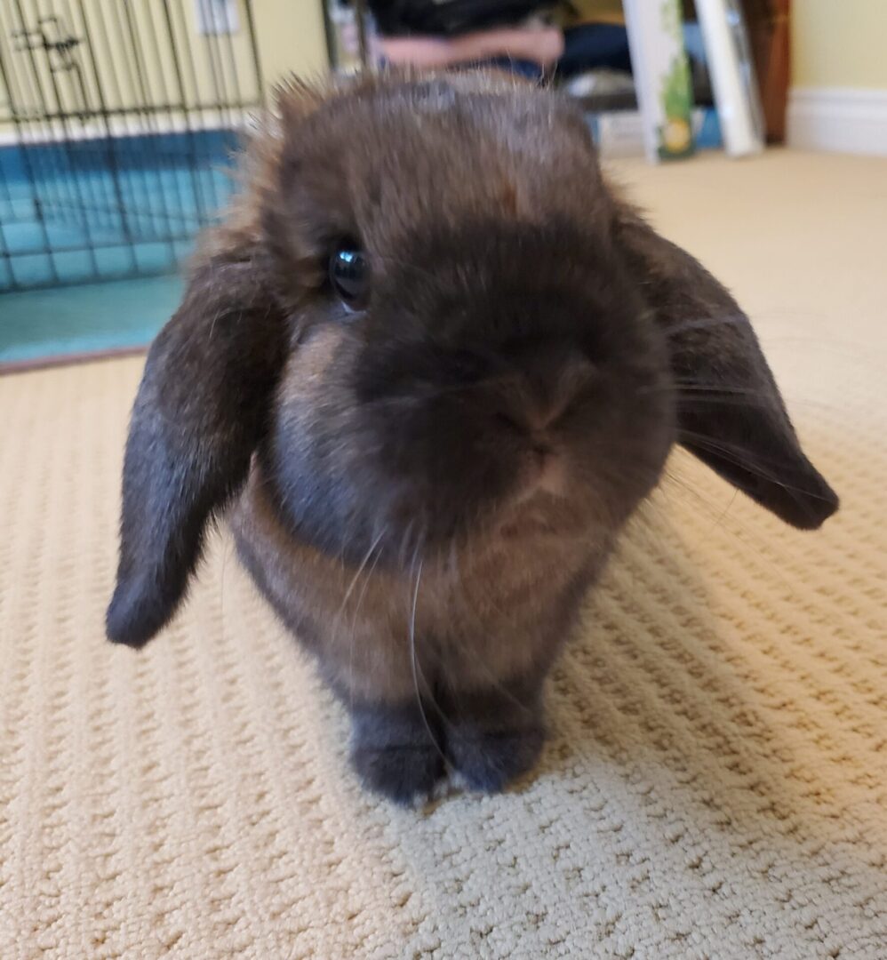 A small bunny is standing on the floor