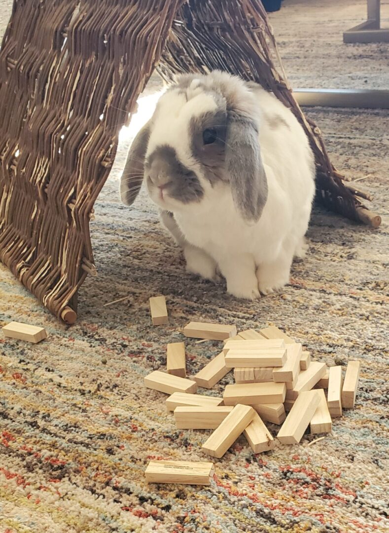 A rabbit is sitting on the floor near some wood blocks.
