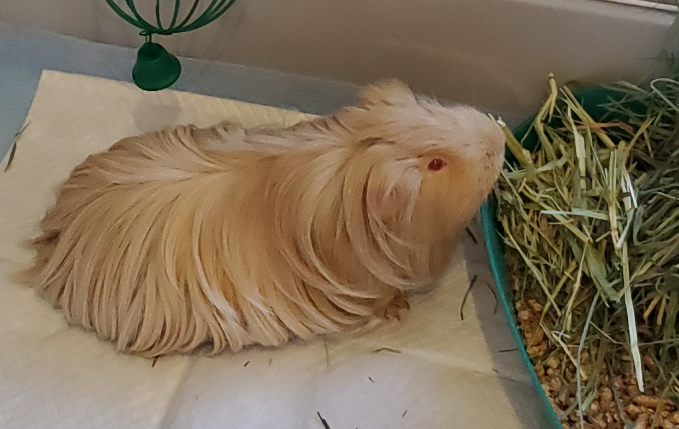 A light colored guinea pig laying on top of hay.
