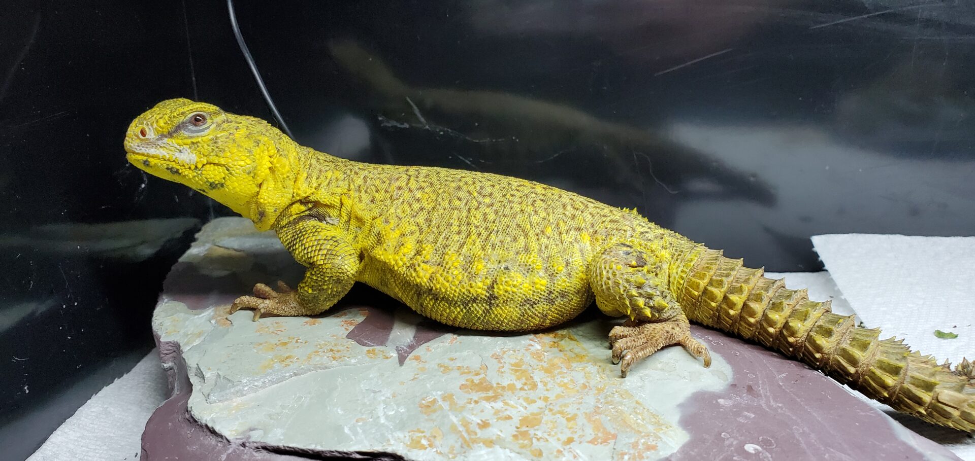 A yellow lizard is sitting on some paper