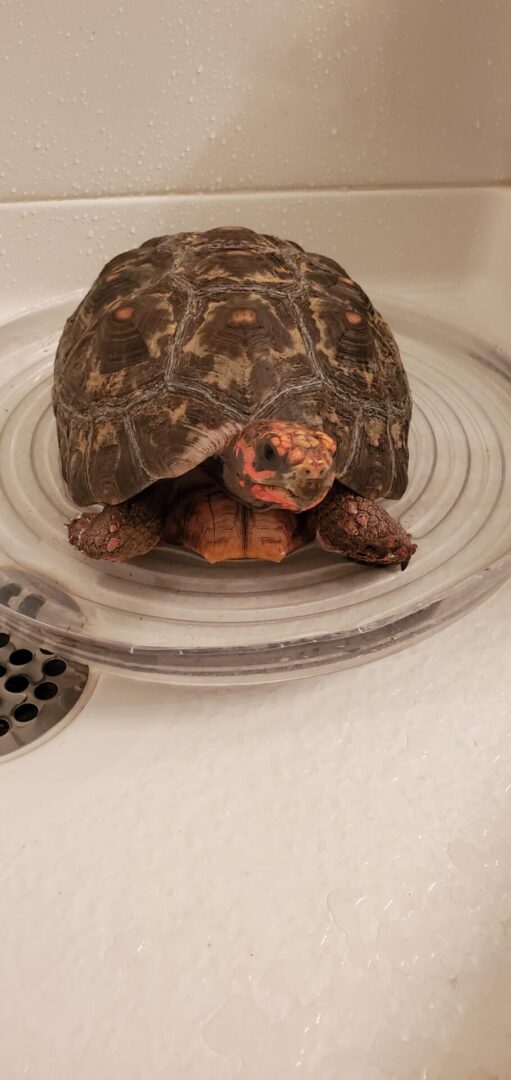 A turtle is sitting on the sink in the bathroom.