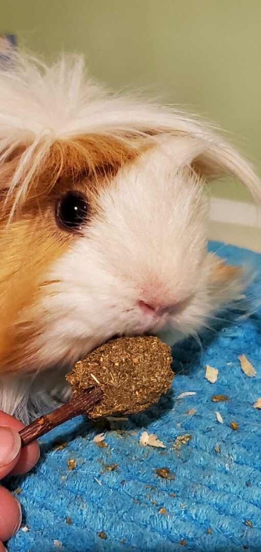 A guinea pig eating food on the ground.