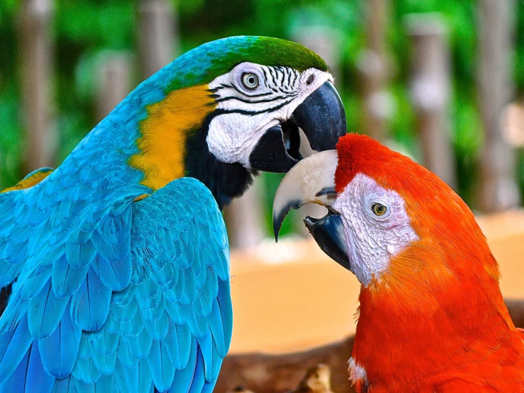 Two parrots are standing next to each other.