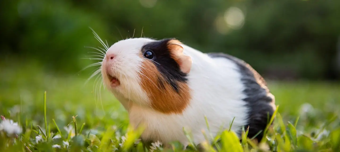 A guinea pig is standing in the grass.