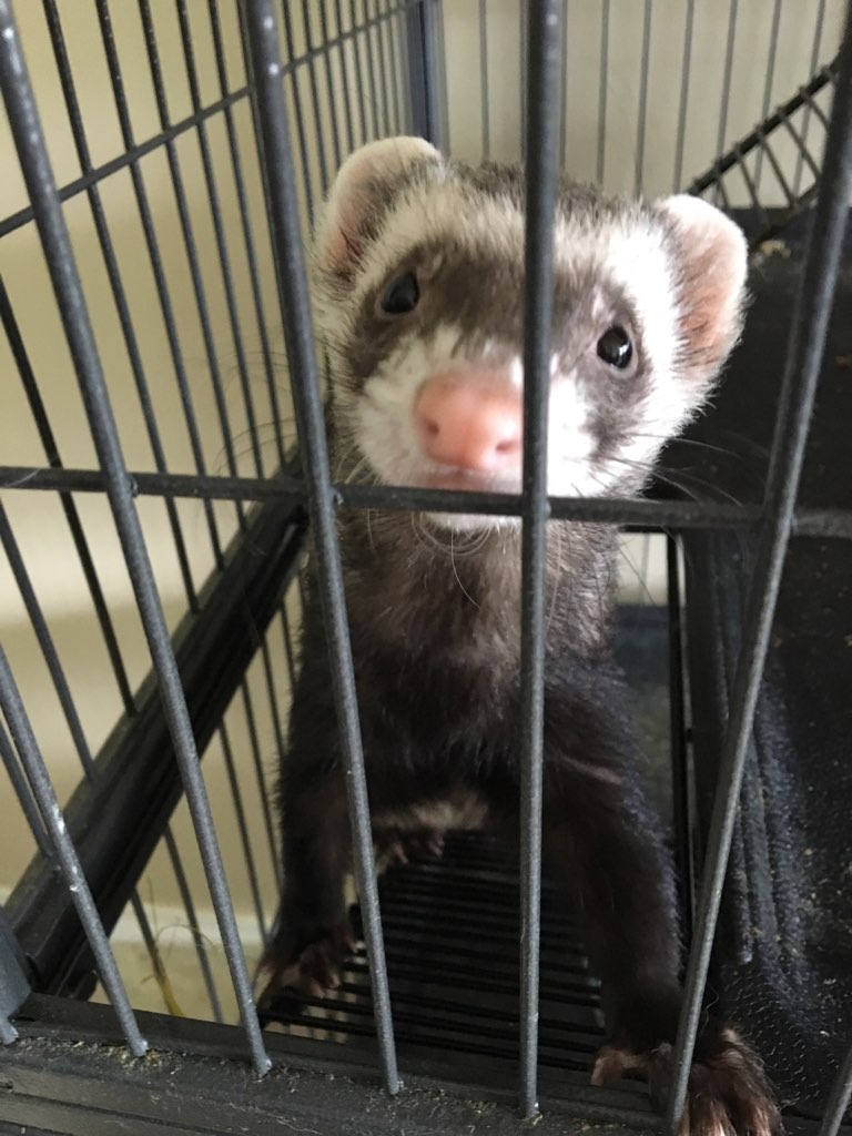 A ferret in its cage looking at the camera.
