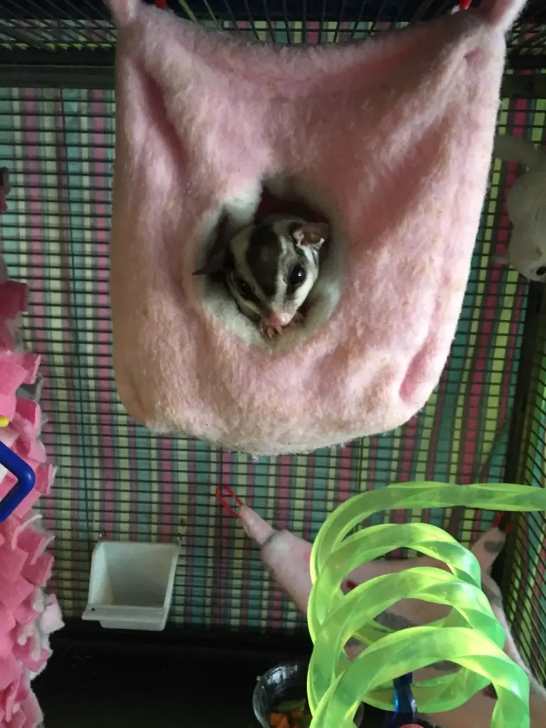 A small animal is laying on top of a pink blanket.